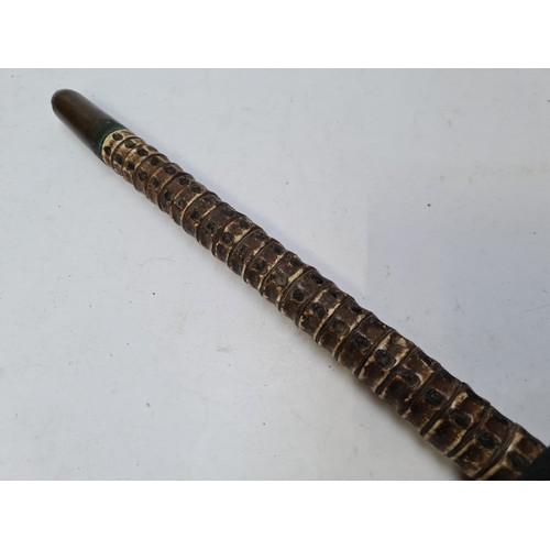 163 - Antique 19th century rare vertebrate walking stick.