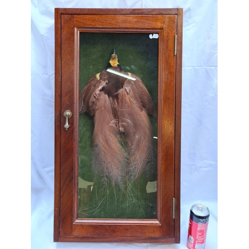 190 - Bird of Paradise, taxidermy in mahogany glass case. Well presented and in great condition