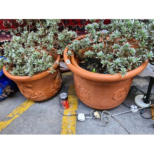 295 - Pair of plants in large terracotta planters.