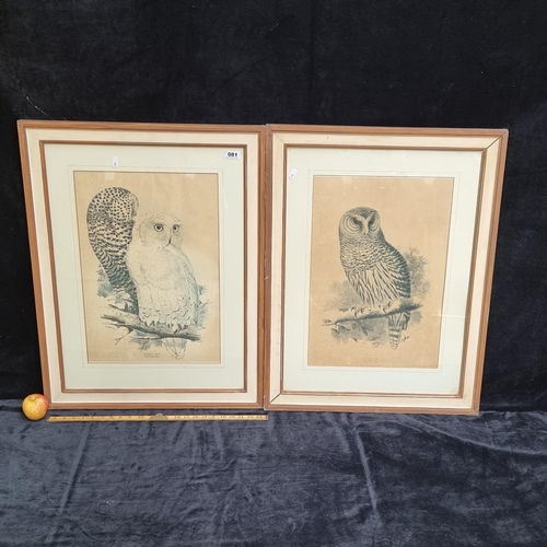 81 - Two large framed vintage prints showing a Snowy Owl and a Barred Owl.