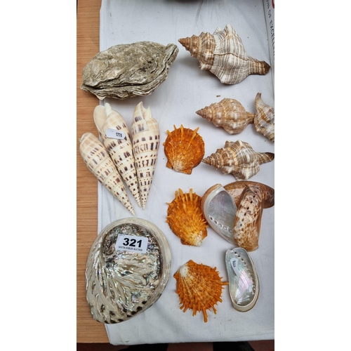 321 - A collection of sixteen shells including lovely mother of pearl pieces.