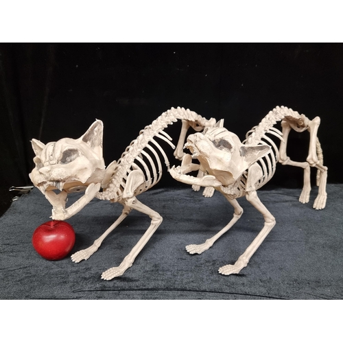 197 - A pair of life size realistic cat skeletons, both with light up LED battery powered eyes.