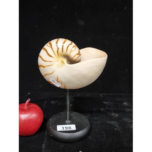 198 - A model of a Tiger Nautilus shell on a stemmed ebonised base.