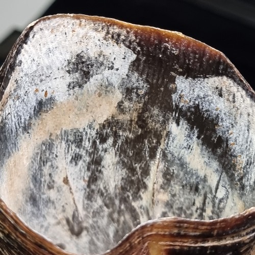 640 - A fabulous Water Buffalo horn with fantastic carved Chinese motifs of Phoenix and Dragons with a cus... 