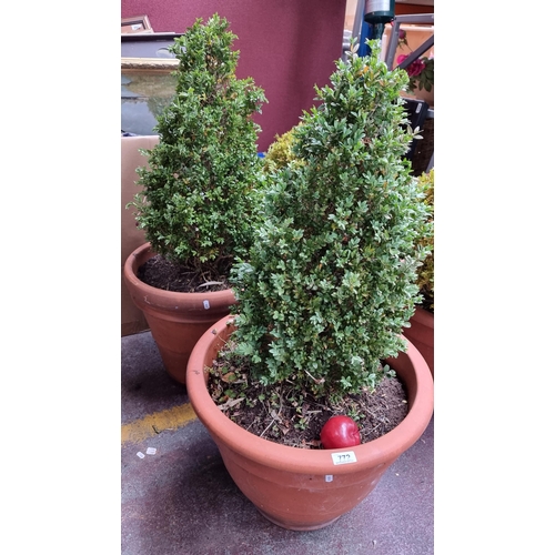 772 - Two very large outdoor terracotta planters, each containing a coniferous bush.