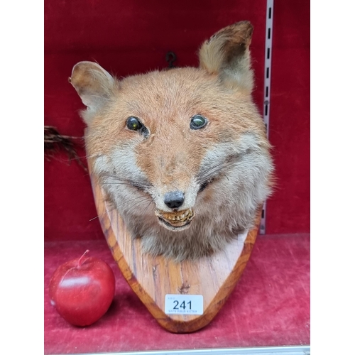 241 - A very striking taxidermy red fox mounted on a wooden plaque with hook for hanging. Im guessing its ... 