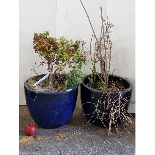 640 - A charming pair of ceramic planters with a rich cobalt blue base. H30cm, D38cm.