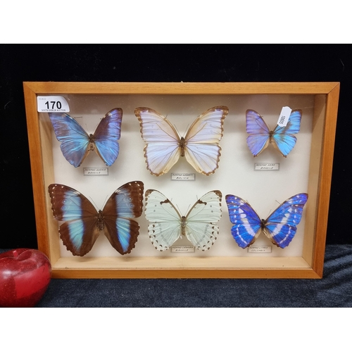 170 - A truly stunning collection of pinned butterfly taxidermy with six large iridescent neotropical spec... 