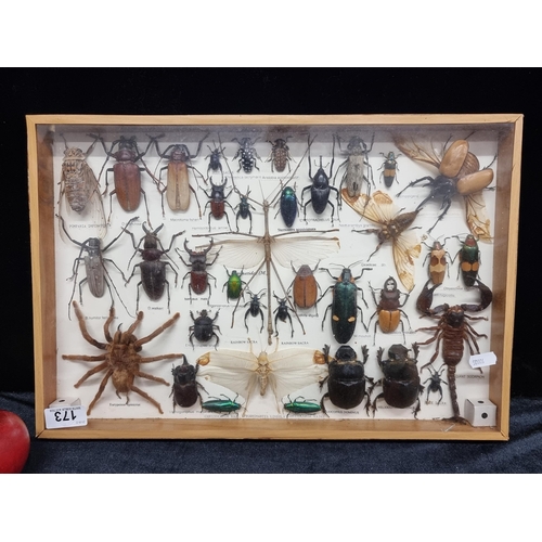 173 - A truly stunning example of insect pinning including thirty-five well preserved mounted specimens, w... 