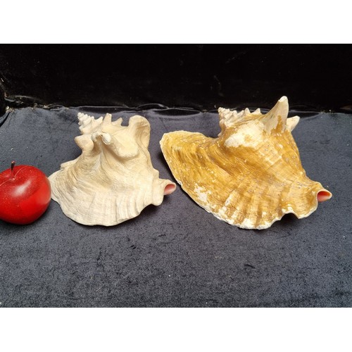 768 - Two large Queen Conch seashells with rich pink colour to interior.