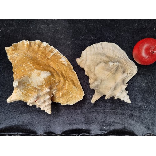 768 - Two large Queen Conch seashells with rich pink colour to interior.