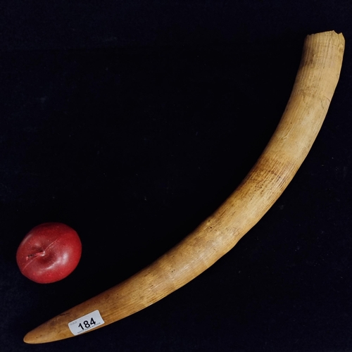 184 - A long 19th century walrus tusk.