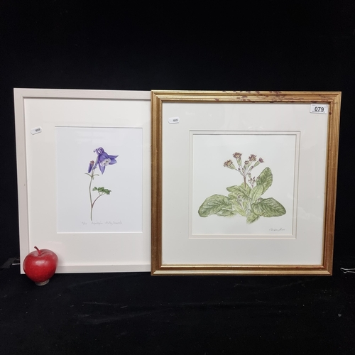 79 - A set of two delicate botanical studies including an original pencil illustration of a primula 'gold... 