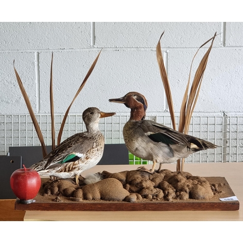 588 - A Super taxidermy piece featuring two mallards mounted on a wooden platform, presented in their natu... 