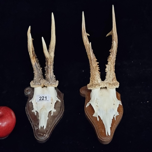 221 - Two mounted deer antlers on wooden plaques.