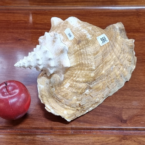 568 - A large, vintage Conch seashell. With bright pink interior and in good condition.