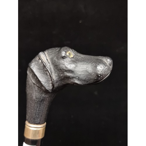 158 - An elegant Edwardian walking cane with brass collar and carved ebonised wood grip in the form of a d... 