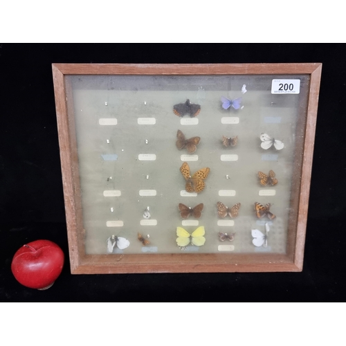 200 - A vintage collection of pinned butterflies including examples of a Red Admiral, a Marsh Fritillary a... 