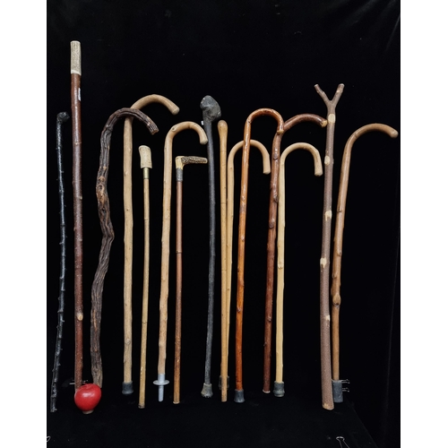 228 - A large collection of fourteen vintage walking sticks including a very lovely corkscrew hazel exampl... 