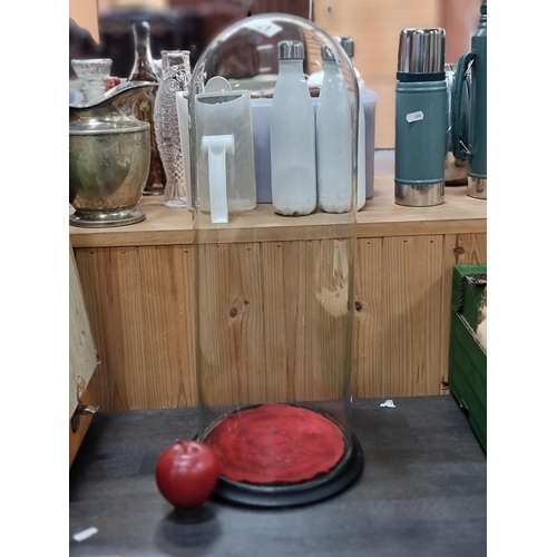 621 - A large Victorian hand blown display dome with wooden base on bun feet. In very good condition.