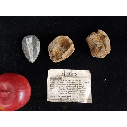 230 - Three collector's fossil specimens of trilobite Flexicalymene Meeki. These lived in the Ordovician s... 