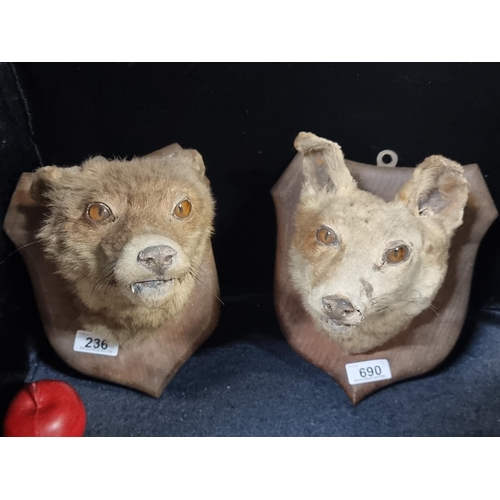 690 - Two antique taxidermy fox head busts on wall mountable plaques.