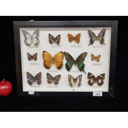 125 - A great collection of twelve various butterfly specimens, including Papilio Maacki and Sasakia Charo... 