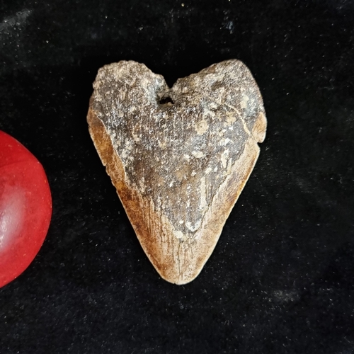 89 - A remarkable, and very rare fossilized megalodon shark tooth. A wonderfully tactile piece with rough... 