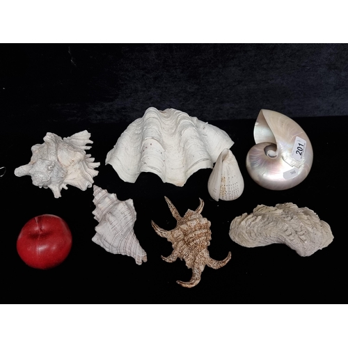 201 - A selection of seven real large shells including various conch shells and examples with pearly finis... 