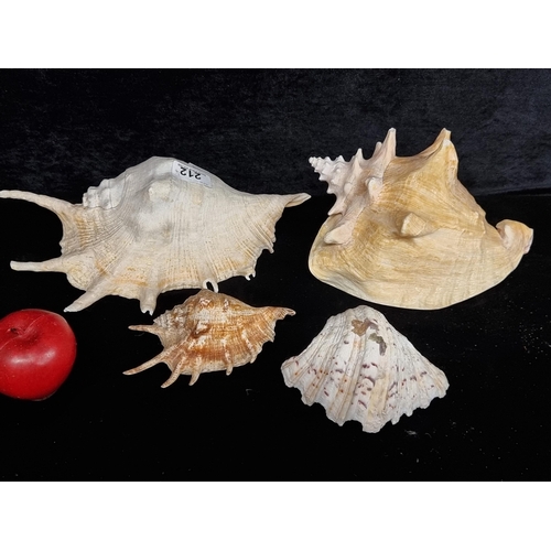 212 - Four conch shells including large examples with spikes and a clam shell.