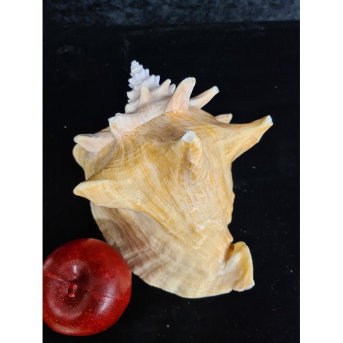 212 - Four conch shells including large examples with spikes and a clam shell.