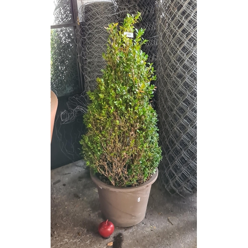 881 - A pruned conical box plant bush in planter.  Please note if you buy live plants or trees they must b... 