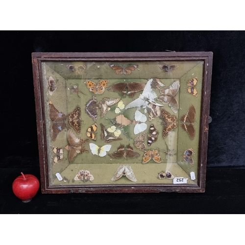 252 - An antique shadow box containing a large collection of butterfly specimens including the peacock pan... 