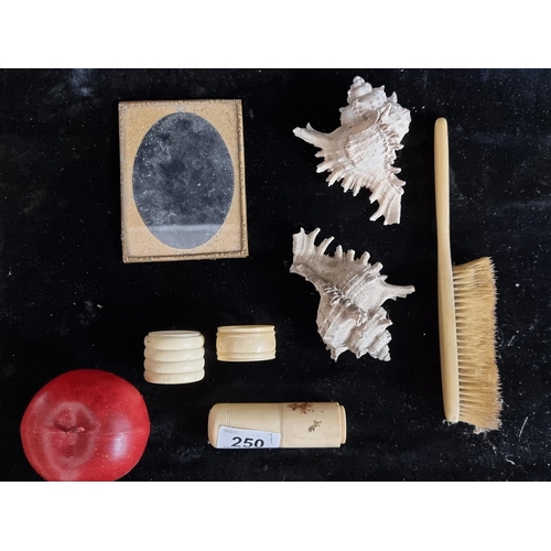 250 - A mixed lot consisting of two shells and a number of bone items including a crumb brush and an antiq... 