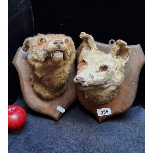 355 - A pair of vintage taxidermy fox heads mounted on a shield shaped plaque.