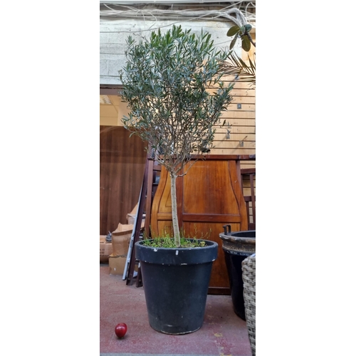 370 - Star lot : A gorgeous large Picual olive tree held in a generously sized matte black planter. approx... 