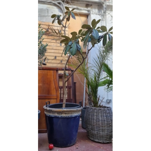 371 - Star lot : A beautiful large Loquat tree contained in a double handled planter within a lovely dip g... 