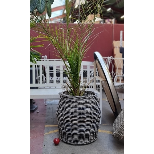 372 - Star Lot : A brilliant Canary Island Date Palm plant. In a lovely grey-toned wicker external basket.... 