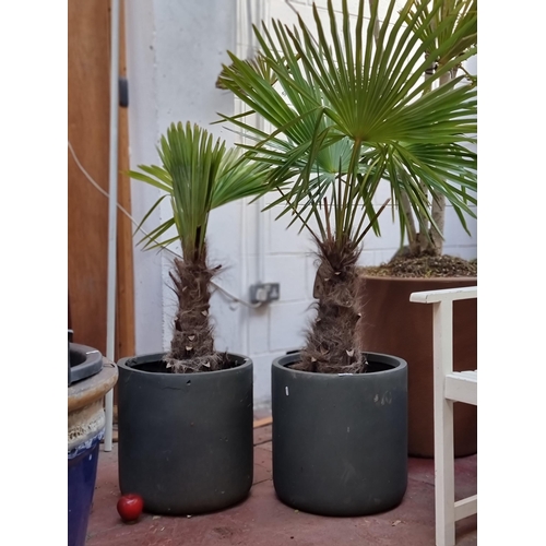 373 - Star Lot : Two Fabulous  Bismark palm plantwith bright fanned leaves. Contained in a muted grey ston... 