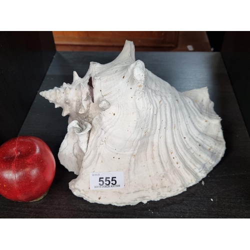 555 - A fabulous example of a large conch sea shell. A very tactile item. L24cm