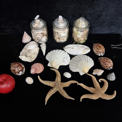 272 - A large selection of beautiful seashells. Including three pretty filled jars as well as two large dr... 