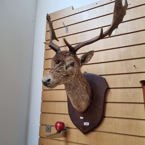 321 - A good sized mounted taxidermy bust of a deers head with large antlers on a wooden plaque.