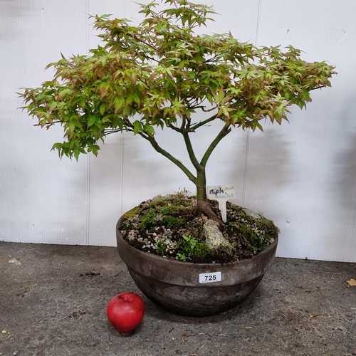Star Lot : A beautiful mature Acer Palmatum Katsura Maple Bonsai tree.  Planted in a simple cool brow