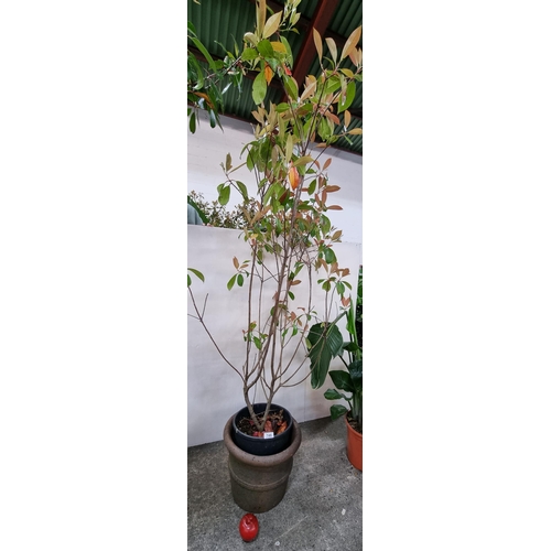 mate plant Yerba Mate (Ilex paraguariensis) Herb Seeds for Planting  Heirloom, N   Pure Asia Seeds