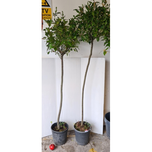 878 - Two lovely tall Bay Laurel trees in black planters.