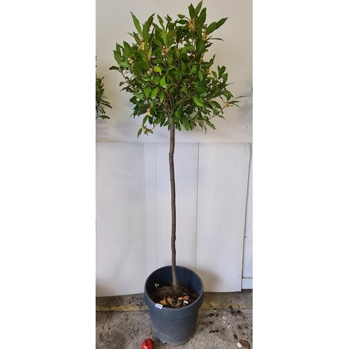 879 - A tall Bay Laurel tree in a black planter.