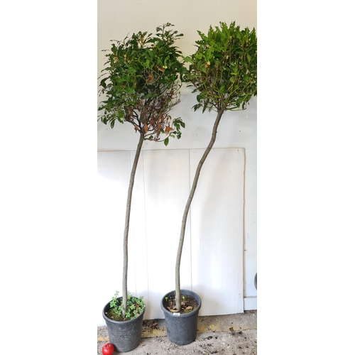 880 - Two lovely tall Bay Laurel trees in black planters.