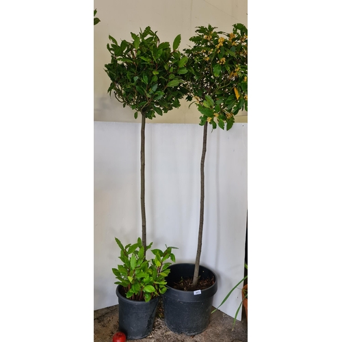 883 - A tall Bay laurel Tree in a black planter.