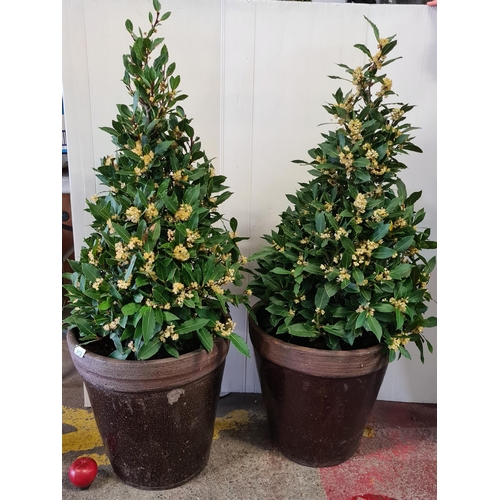 885 - Two charmingly cut Bay laurel bushes in heavy reconstituted stone planters.