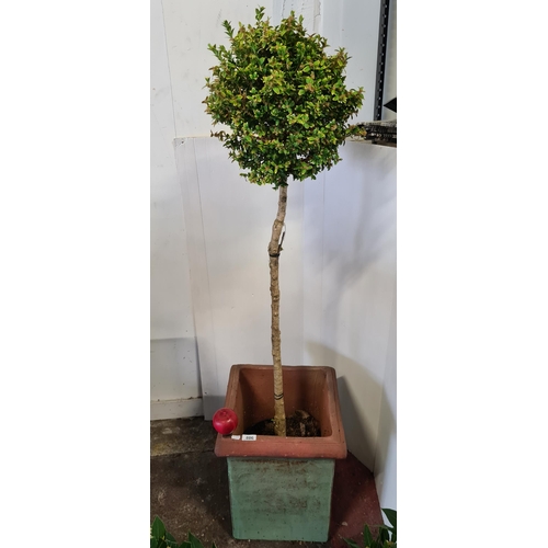 886 - A tall box plant bush trimmed to an attractive shape in a large rectangular terracotta planter.